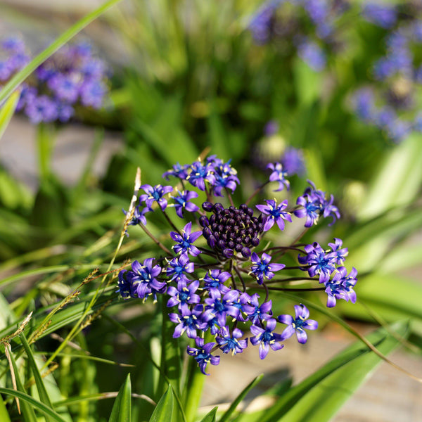 Scilla - Peruviana Peruvian Lily: 3 Bulbs