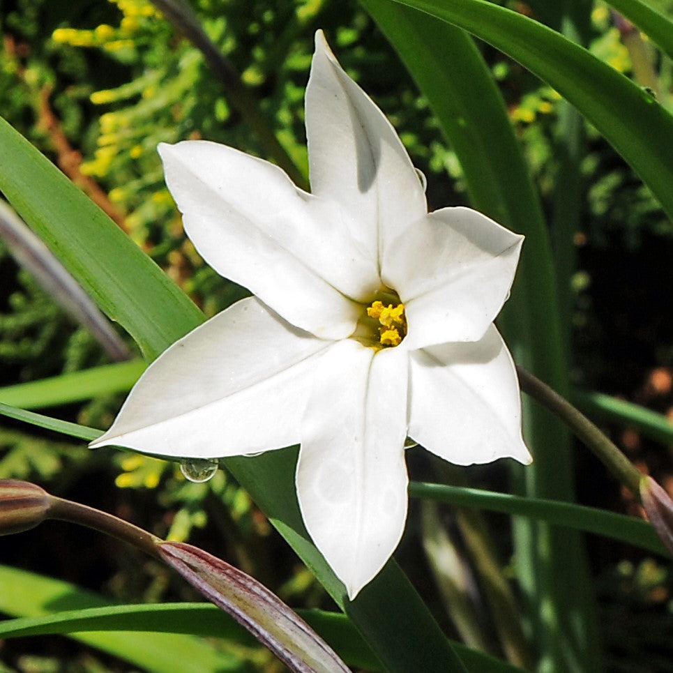 Starflower - Alberto Castillo: 10 Bulbs