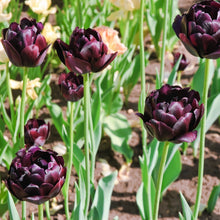 Tulip - Black Hero: 10 Bulbs